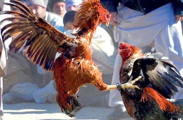 8dc40d23-24dc-4558-9066-b7f8a4042b61